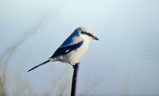 Averla maggiore  - Mauro Fenati