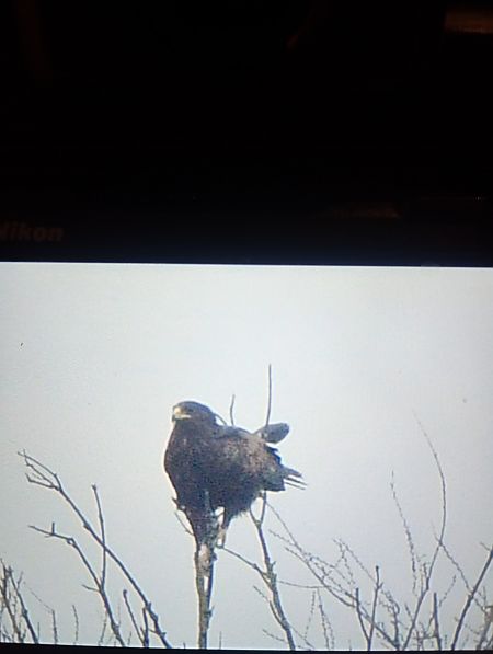 Aquila anatraia maggiore  - Mauro Fenati