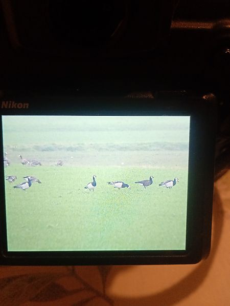 Oca facciabianca  - Mauro Fenati