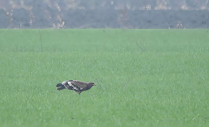 Aquila anatraia maggiore  - Mauro Fenati