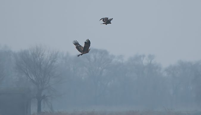 Aquila imperiale  - Mauro Fenati
