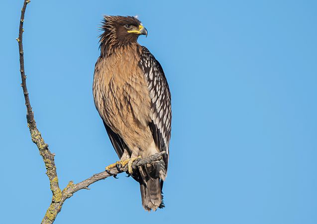 Aquila anatraia maggiore  - Mauro Fenati