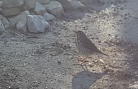 Tordo bottaccio  - Stefano Sava