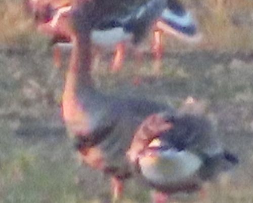 Oca lombardella minore  - Annalisa Sutto