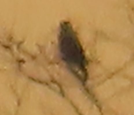 Aquila di mare  - Annalisa Sutto