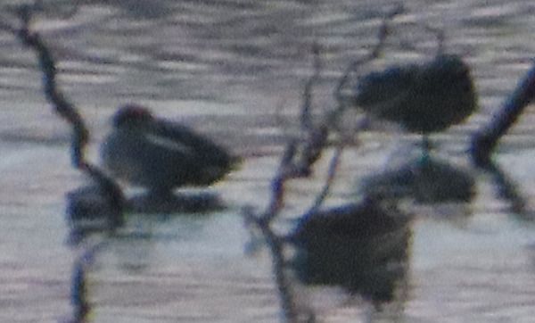 Alzavola  - Annalisa Sutto