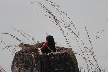 Beccaccia di mare  - Annalisa Sutto
