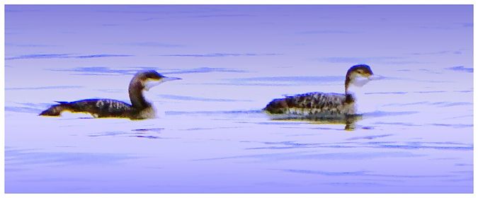 Strolaga maggiore  - Vittorio Piola