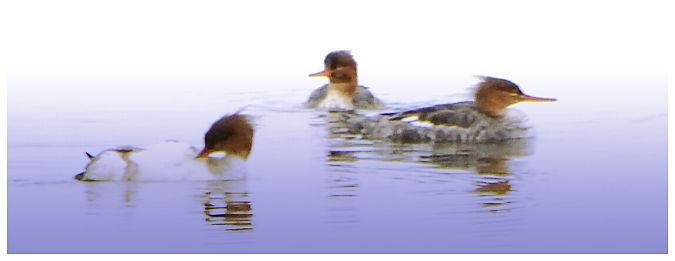 Red-breasted Merganser  - Vittorio Piola