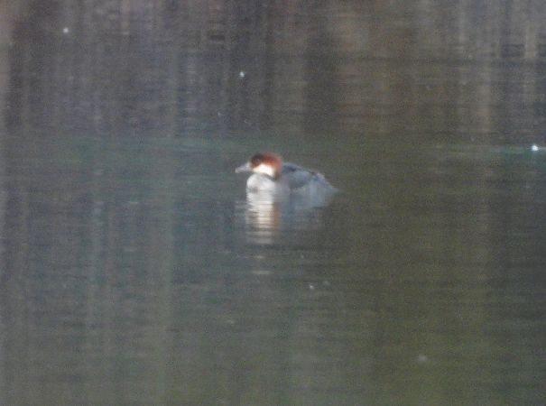 Pesciaiola  - Pier Luigi Taiariol