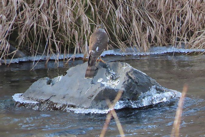 Sparviere  - Enrico Bissardella