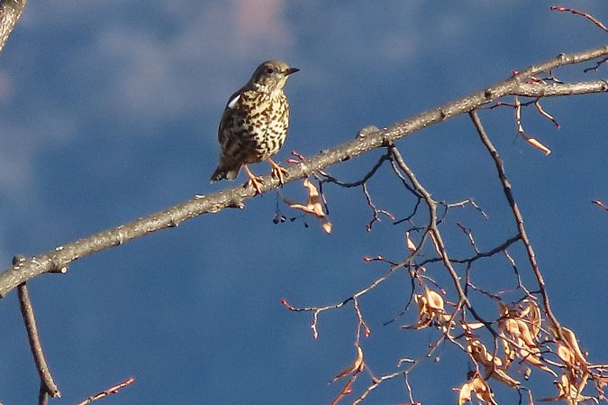 Tordela  - Enrico Bissardella