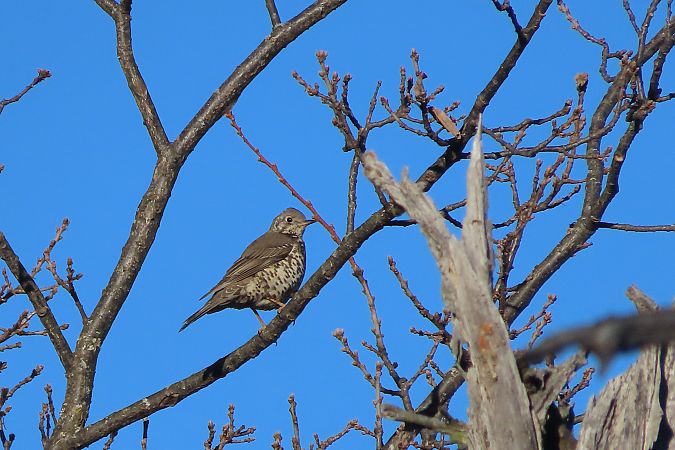 Tordela  - Enrico Bissardella