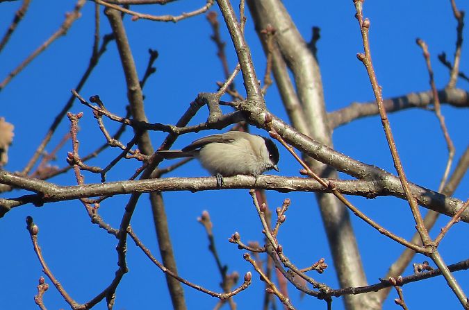 Cincia bigia  - Enrico Bissardella