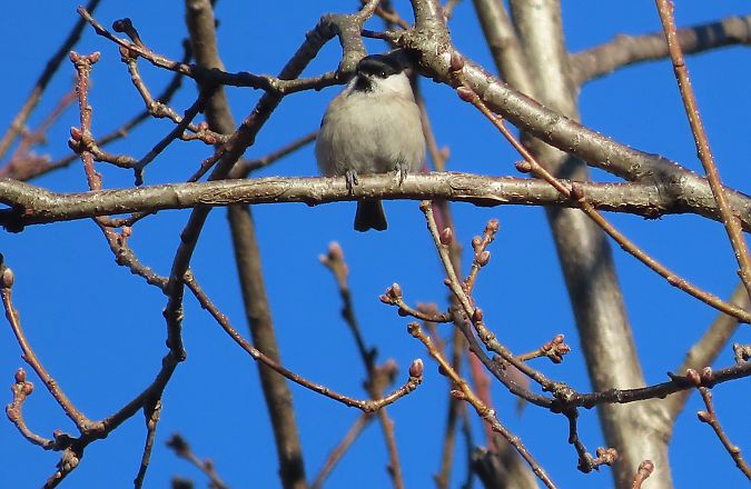 Cincia bigia  - Enrico Bissardella