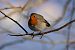 Pettirosso (Erithacus rubecula) © Giuseppe Colombo