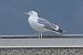 Gabbiano pontico (Larus cachinnans) © Giuseppe Colombo