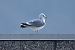 Gavina (Larus canus) © Giuseppe Colombo