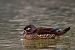 Wood Duck (Aix sponsa) © Osvaldo Negra