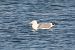 Gabbiano pontico (Larus cachinnans) © Guido Premuda