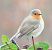 Pettirosso (Erithacus rubecula) © Patrizio Gigli