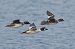 Quattrocchi (Bucephala clangula) © Autore sconosciuto