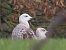Gabbiano pontico (Larus cachinnans) © Ernesto Giovanni Occhiato