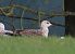 Lesser Black-backed Gull  - Ernesto Giovanni Occhiato