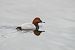 Moriglione (Aythya ferina) © Nicola Marchioli