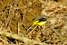 Ballerina gialla (Motacilla cinerea) © Angelo Matteucci