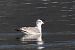 Gavina (Larus canus) © Marco Bettoni