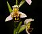 Ophrys apifera © Edoardo Previato