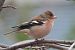 Fringuello (Fringilla coelebs) © Maurizio Parenti