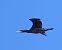 Cormorano (Phalacrocorax carbo) © Massimo Angei