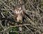 Poiana (Buteo buteo) © Massimo Angei