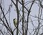 Picchio verde (Picus viridis) © Massimo Angei