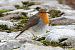 Pettirosso (Erithacus rubecula) © Paolo Deimichei