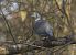 Colombaccio (Columba palumbus) © Federico Fanesi