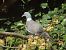 Colombaccio (Columba palumbus) © Federico Fanesi