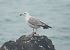 Gabbiano pontico  - Federico Fanesi
