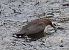 Merlo acquaiolo (Cinclus cinclus) © Angelo Pasqua
