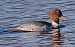 Smergo maggiore (Mergus merganser) © Angelo Pasqua