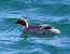 Smergo maggiore (Mergus merganser) © Angelo Pasqua