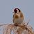 Cardellino (Carduelis carduelis) © Angelo Pasqua