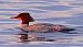 Smergo maggiore (Mergus merganser) © Angelo Pasqua