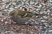 Fringuello (Fringilla coelebs) © Angelo Pasqua