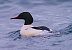 Smergo maggiore (Mergus merganser) © Angelo Pasqua