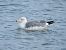 Gabbiano nordico (Larus argentatus) © Dimitri Marrone