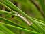 Crambus uliginosellus © Mirko Tomasi