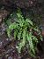Asplenium viride  - Mirko Tomasi
